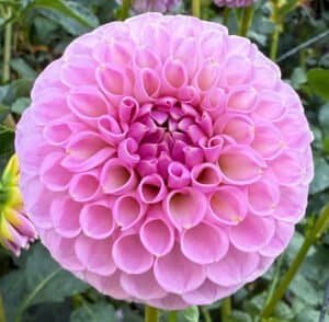 20th Ave Old Major Dahlia - Dynomite Farm - Santa Cruz, California