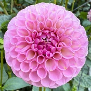 20th Ave Old Major Dahlia - Dynomite Farm - Santa Cruz, California