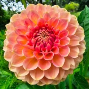 20th Ave Softer Peach Dahlia - Dynomite Farm - Santa Cruz, California