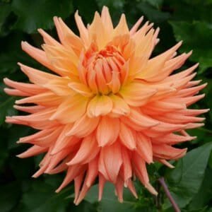 AC Ben Dahlia - Dynomite Farm - Santa Cruz, California