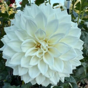 KA's Bella Luna Dahlia - Dynomite Farm - Santa Cruz, California