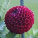 Big Bend Tony Dahlia - Dynomite Farm - Santa Cruz, California