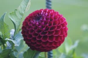 Big Bend Tony Dahlia - Dynomite Farm - Santa Cruz, California