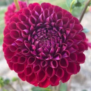 Big Bend Tony Dahlia - Dynomite Farm - Santa Cruz, California