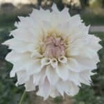 Bloomquist Compare Dahlia - Dynomite Farm - Santa Cruz, California