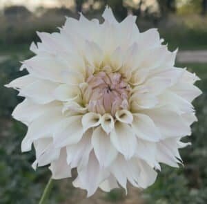 Bloomquist Compare Dahlia - Dynomite Farm - Santa Cruz, California