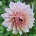 Bloomquist Compare Dahlia - Dynomite Farm - Santa Cruz, California