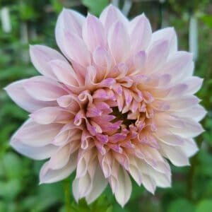 Bloomquist Compare Dahlia - Dynomite Farm - Santa Cruz, California