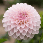 Bloomquist Tory P Dahlia - Dynomite Farm - Santa Cruz, California