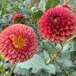 Copper Boy Dahlia - Dynomite Farm - Santa Cruz, California