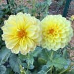 Cozy Town Gale Dahlia - Dynomite Farm - Santa Cruz, California