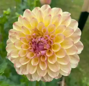 Cozy Town Gale Dahlia - Dynomite Farm - Santa Cruz, California