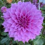 Elma Elizabeth Dahlia - Dynomite Farm - Santa Cruz, California