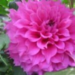 Elma Elizabeth Dahlia - Dynomite Farm - Santa Cruz, California