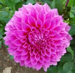 Elma Elizabeth Dahlia - Dynomite Farm - Santa Cruz, California