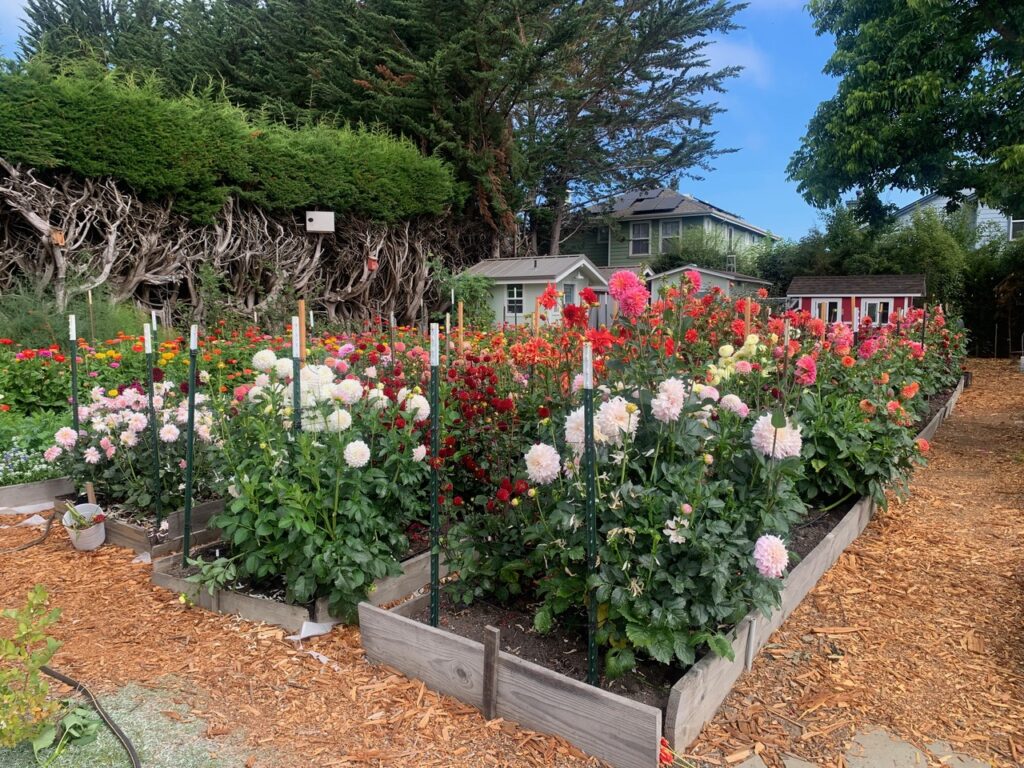 Flower Beds at Dynomite Farm - Santa Cruz, California