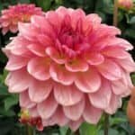 Jabberbox Dahlia - Dynomite Farm - Santa Cruz, California