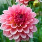 Jabberbox Dahlia - Dynomite Farm - Santa Cruz, California