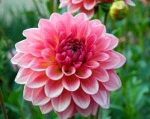 Jabberbox Dahlia - Dynomite Farm - Santa Cruz, California