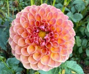 Jowey Winnie Dahlia - Dynomite Farm - Santa Cruz, California