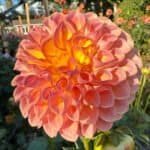 Jowey Winnie Dahlia - Dynomite Farm - Santa Cruz, California