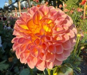 Jowey Winnie Dahlia - Dynomite Farm - Santa Cruz, California