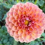 Jowey Winnie Dahlia - Dynomite Farm - Santa Cruz, California