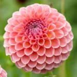 Jowey Winnie Dahlia - Dynomite Farm - Santa Cruz, California