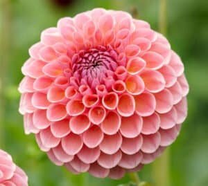 Jowey Winnie Dahlia - Dynomite Farm - Santa Cruz, California