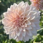 KA's Mocha Jake Dahlia - Dynomite Farm - Santa Cruz, California