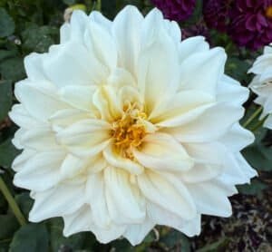 KA's Mocha Jake Dahlia - Dynomite Farm - Santa Cruz, California