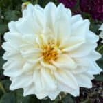 KA's Mocha Jake Dahlia - Dynomite Farm - Santa Cruz, California