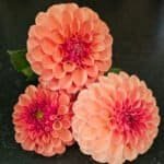 KA's™ Blood Orange Dahlia - Dynomite Farm - Santa Cruz, California