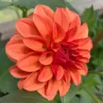 KA's™ Blood Orange Dahlia - Dynomite Farm - Santa Cruz, California