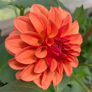 KA's™ Blood Orange Dahlia - Dynomite Farm - Santa Cruz, California