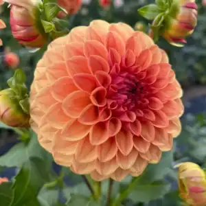KA's™ Blood Orange Dahlia - Dynomite Farm - Santa Cruz, California