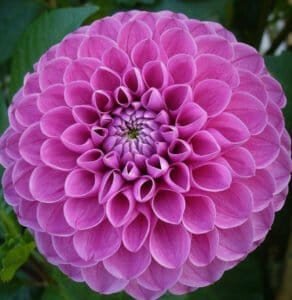 Marys Jomanda Dahlia - Dynomite Farm - Santa Cruz, California