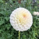 20th Avenue Tradition - Dahlia Farms, Santa Cruz, California