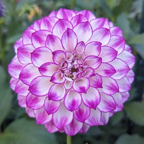 AC Devin Dahlia - Dynomite Farm - Santa Cruz, California