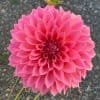 Avoca Amanda Dahlia - Dynomite Farm - Santa Cruz, California
