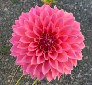 Avoca Amanda Dahlia - Dynomite Farm - Santa Cruz, California