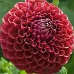 Cornel Dahlia - Dynomite Farm - Santa Cruz, California