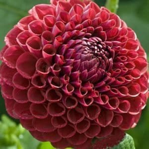 Cornel Dahlia - Dynomite Farm - Santa Cruz, California