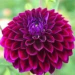 Diva Dahlia - Dynomite Farm - Santa Cruz, California