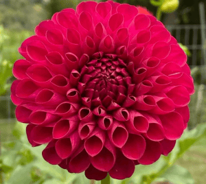 JS Emma Lee Dahlia - Dynomite Farm - Santa Cruz, California