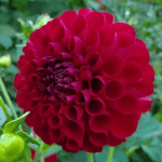 JS Emma Lee Dahlia - Dynomite Farm - Santa Cruz, California