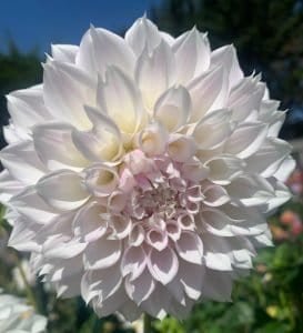KA Chiffon Dahlia - Dynomite Farm - Santa Cruz, California