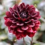 Karma Chocolate Dahlia - Dynomite Farm - Santa Cruz, California
