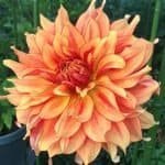 Mary P Dahlia - Dynomite Farm - Santa Cruz, California