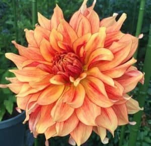 Mary P Dahlia - Dynomite Farm - Santa Cruz, California